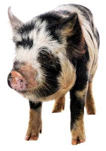 Kune-Kune prase